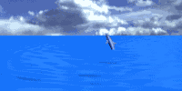 delfin-animierte-gifs-1