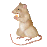 Hamster funny GIF animations