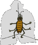Käfer animierte GIFs