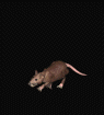 Mäuse animierte GIFs