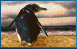 pinguin-animierte-gifs-03
