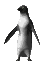 pinguin-animierte-gifs-09