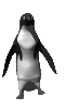 pinguin-animierte-gifs-12