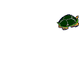 Schildkröten fun gifs kostenlos