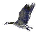 vogel-animierte-gifs-028