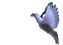 vogel-animierte-gifs-078