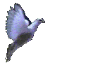 vogel-animierte-gifs-083