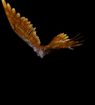 vogel-animierte-gifs-113